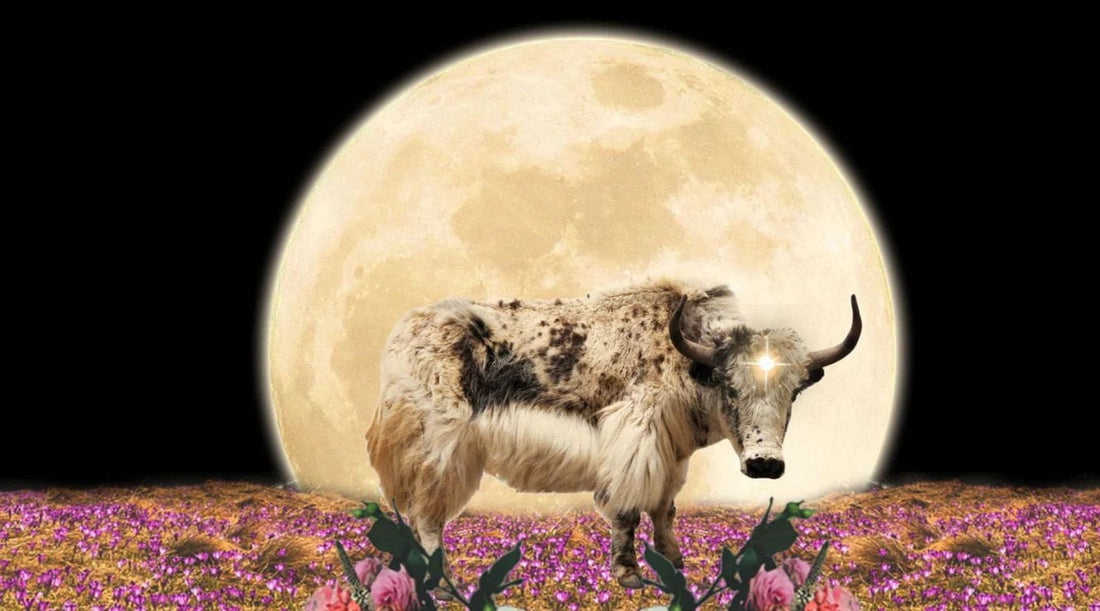 Your Full Moon in Taurus Reading