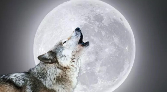 Your Full Moon in Cancer Reading - Wolf Moon Medicine