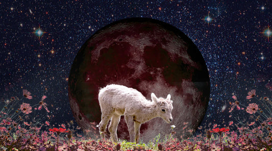 Your New Moon in Aries Reading